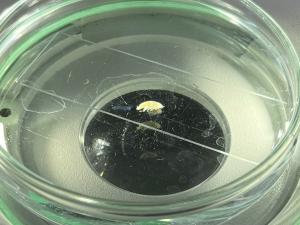 An amphipod under the microscope.