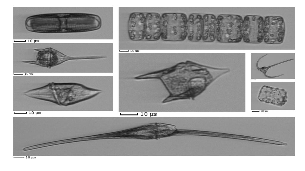 A selection of the incredibly diverse organisms - all single cell - imaged already onboard the RRS James Cook. These include diatoms, ceratiums and neoceratiums.