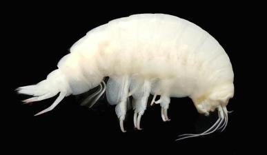 Eurythenes, a genus of large, deep-sea amphipods known for their size and conspicuous colors.