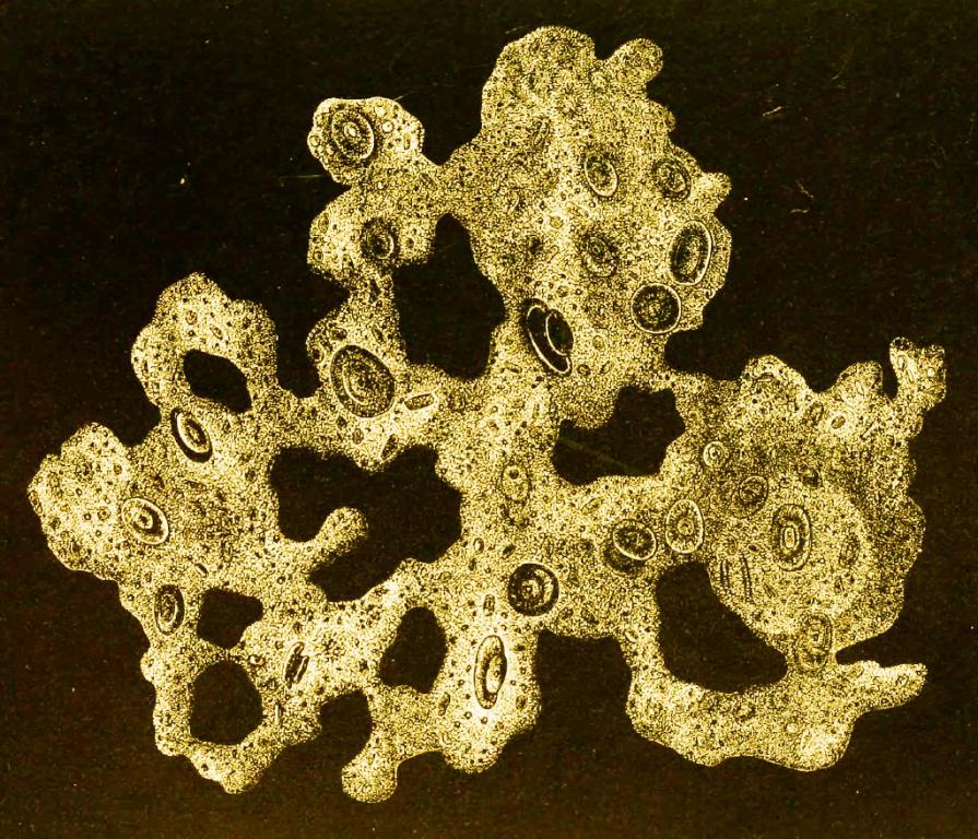 A graphic of Bathybius by Ernst Haeckel adapted from Charles Wyville Thomson’s (1873) classic work “The depths of the sea”.