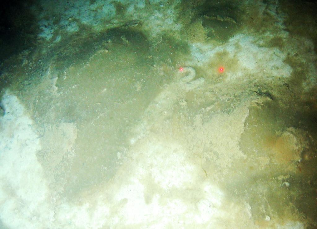 Thick gooey phytodetritus in situ on the seabed (image area 80 x 57 cm; laser dot scaling 10 cm separation).