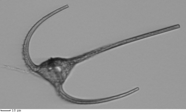 A neoceratium, imaged alongside others during the voyage from just a 5 ml sea water sample.