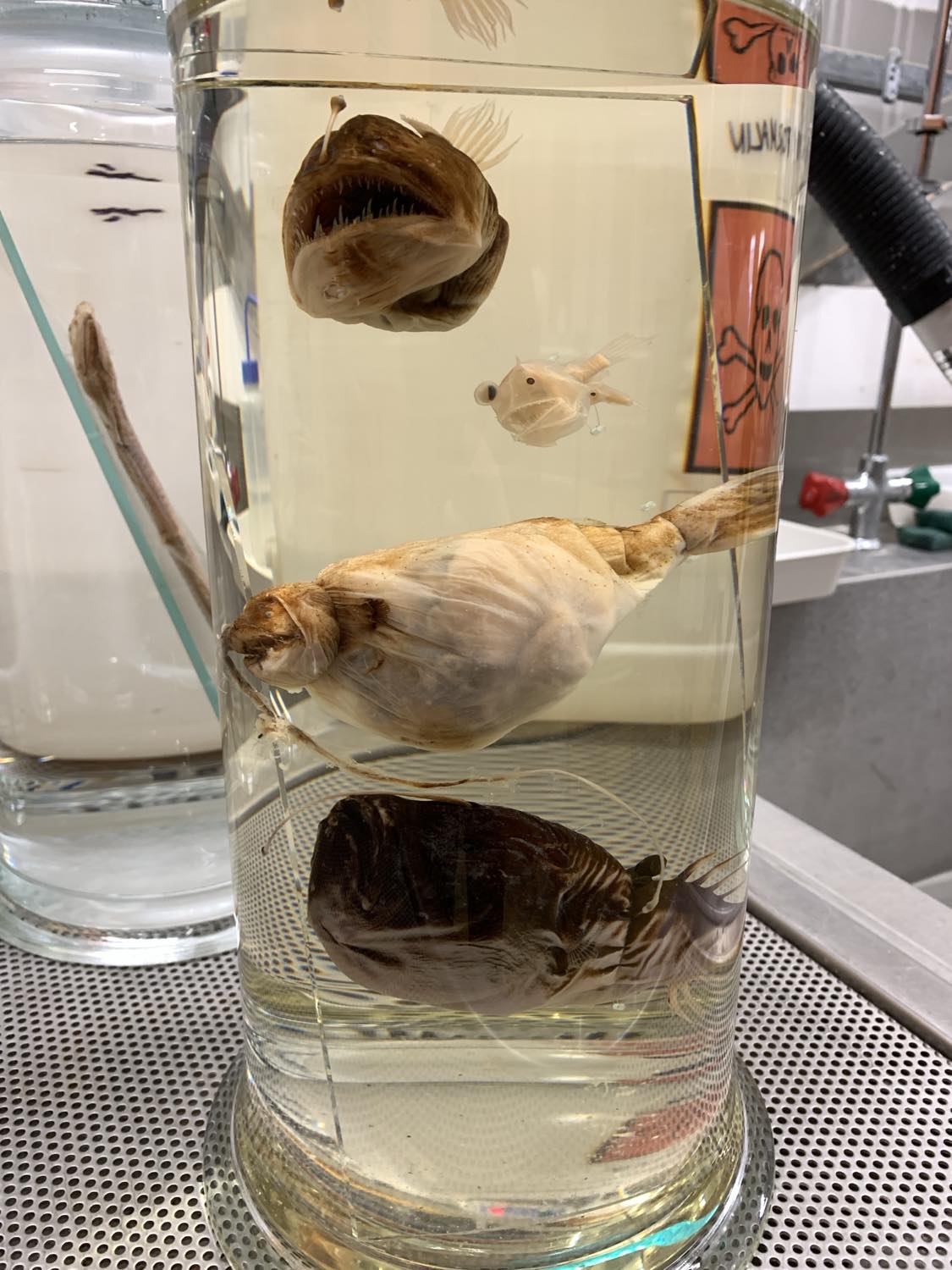Coming face to face with the deep sea: the importance of natural ...