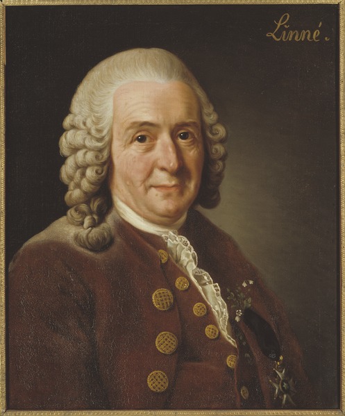 Carl Linnaeus. Alexander Roslin, Public domain, via Wikimedia Commons