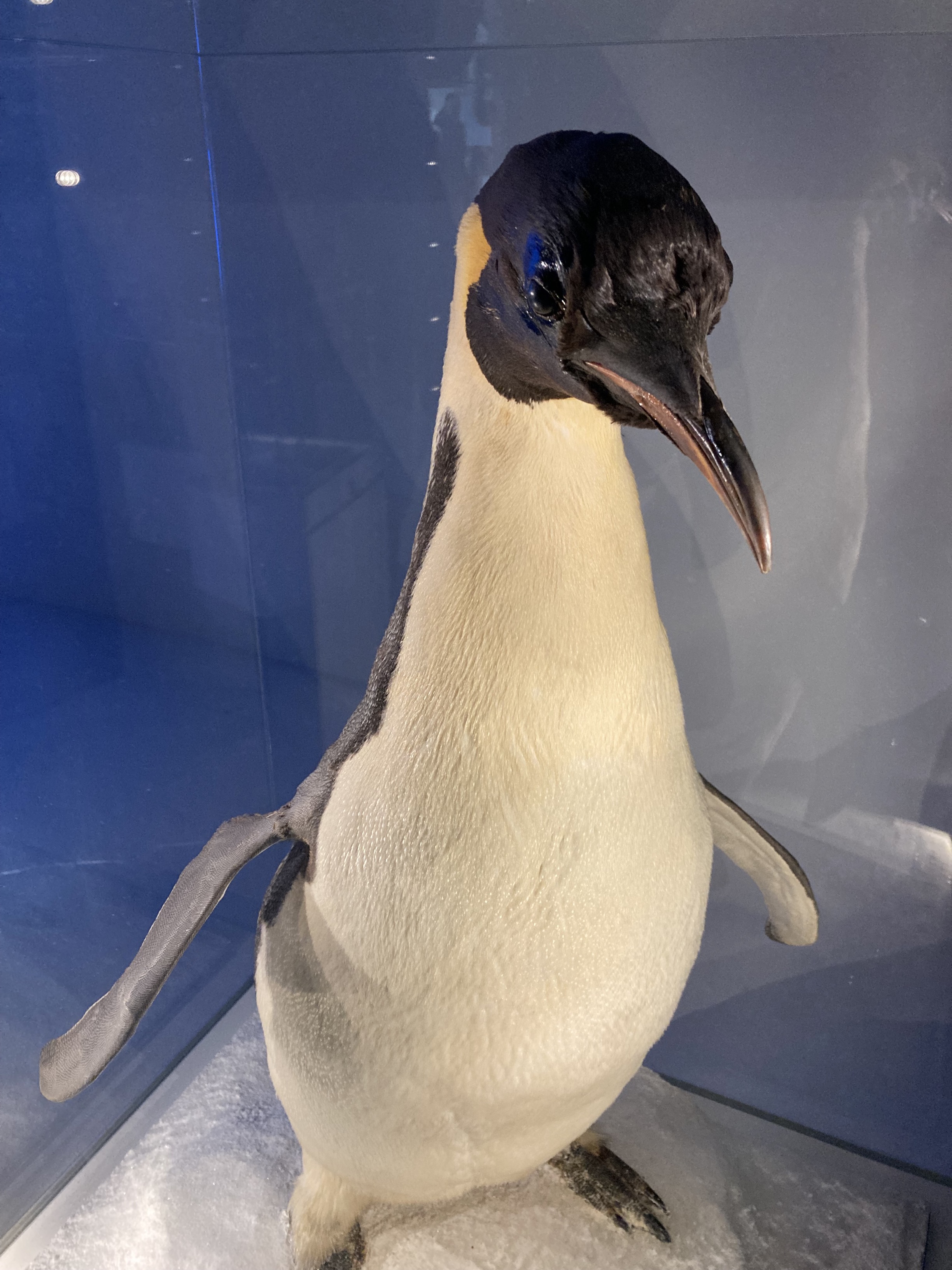 Penguin