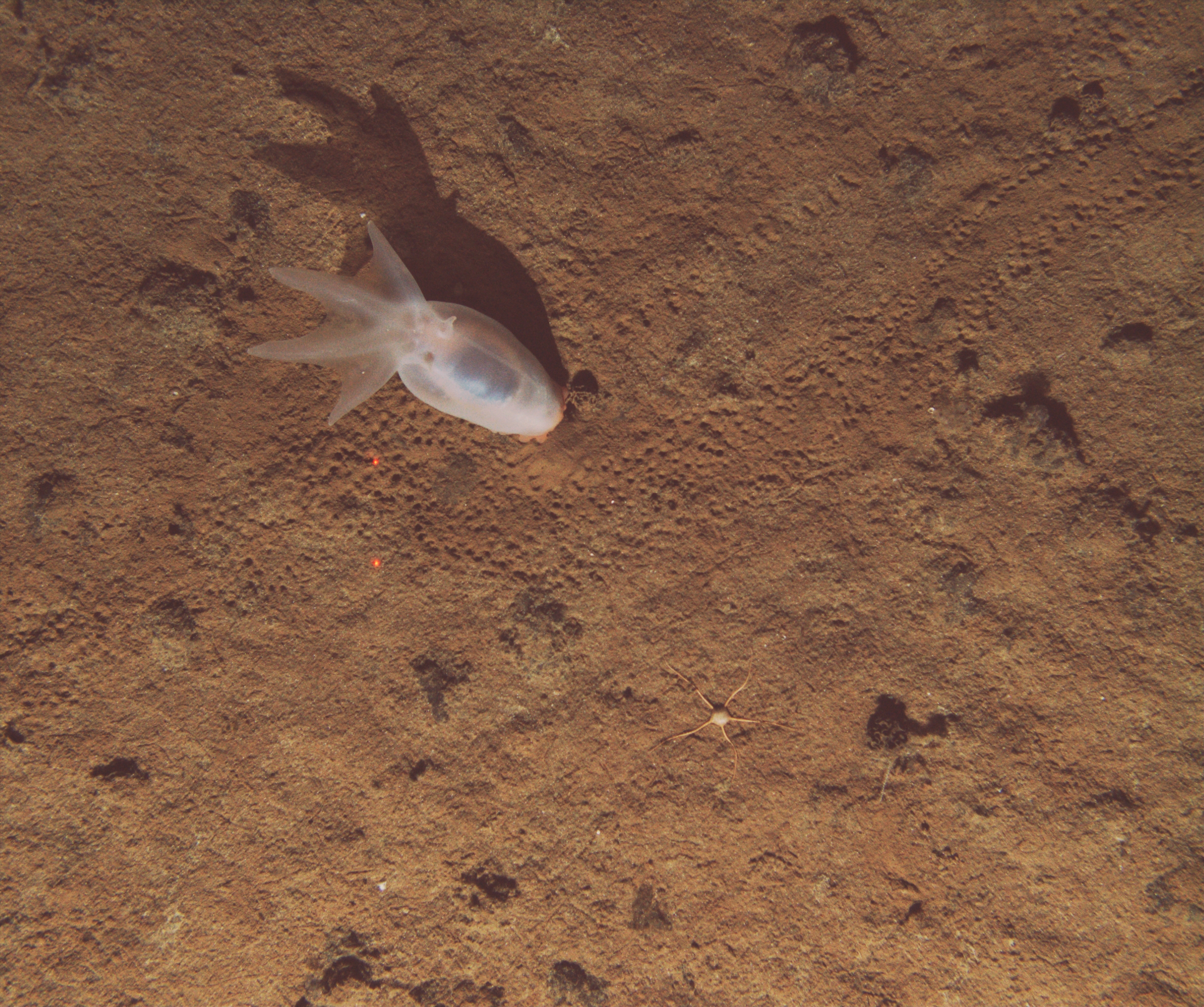 An Amperima sea cucumber wandering on an abyssal plain of the Pacific Ocean (-4000 m). This is a typical image of the seabed viewed from above, used to conduct ecological surveys in abyssal plains. Note the spread between the two red lasers, scaling 10 centimeters. (C) SMARTEX, NOC