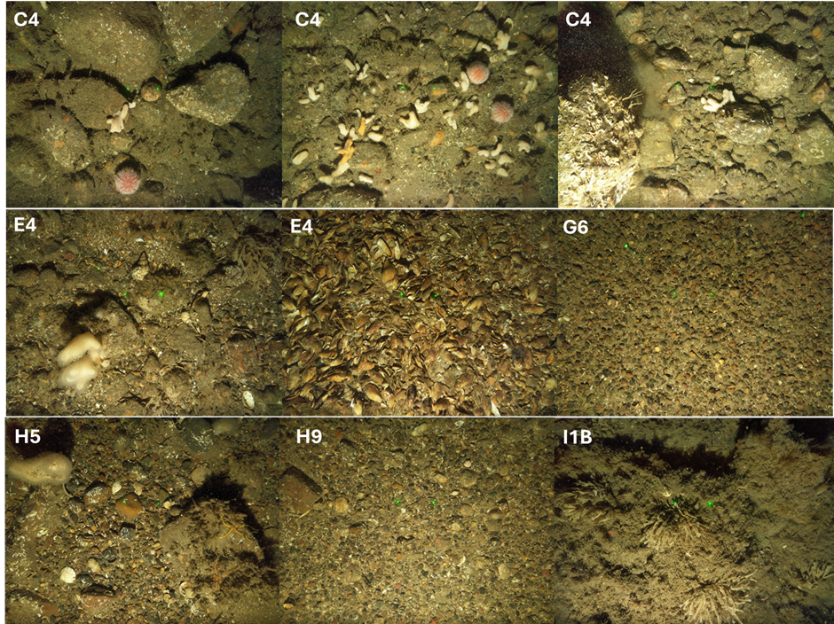 Seabed images. ECOWind-ACCELERATE-Bangor University. 