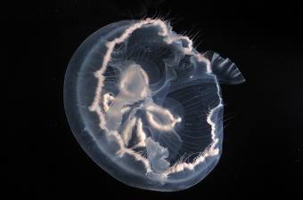 The Cebimar Moon Jellyfish, emAurelia cebimarensis