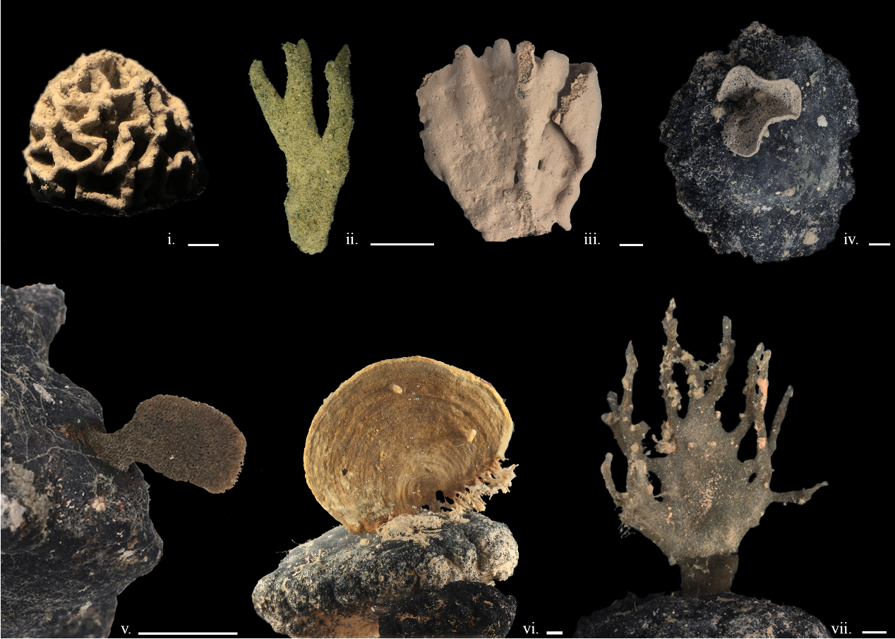 Figure 2: A selection of different species of xenophyophores found at great depths (> 3000 m) in the Pacific Ocean.